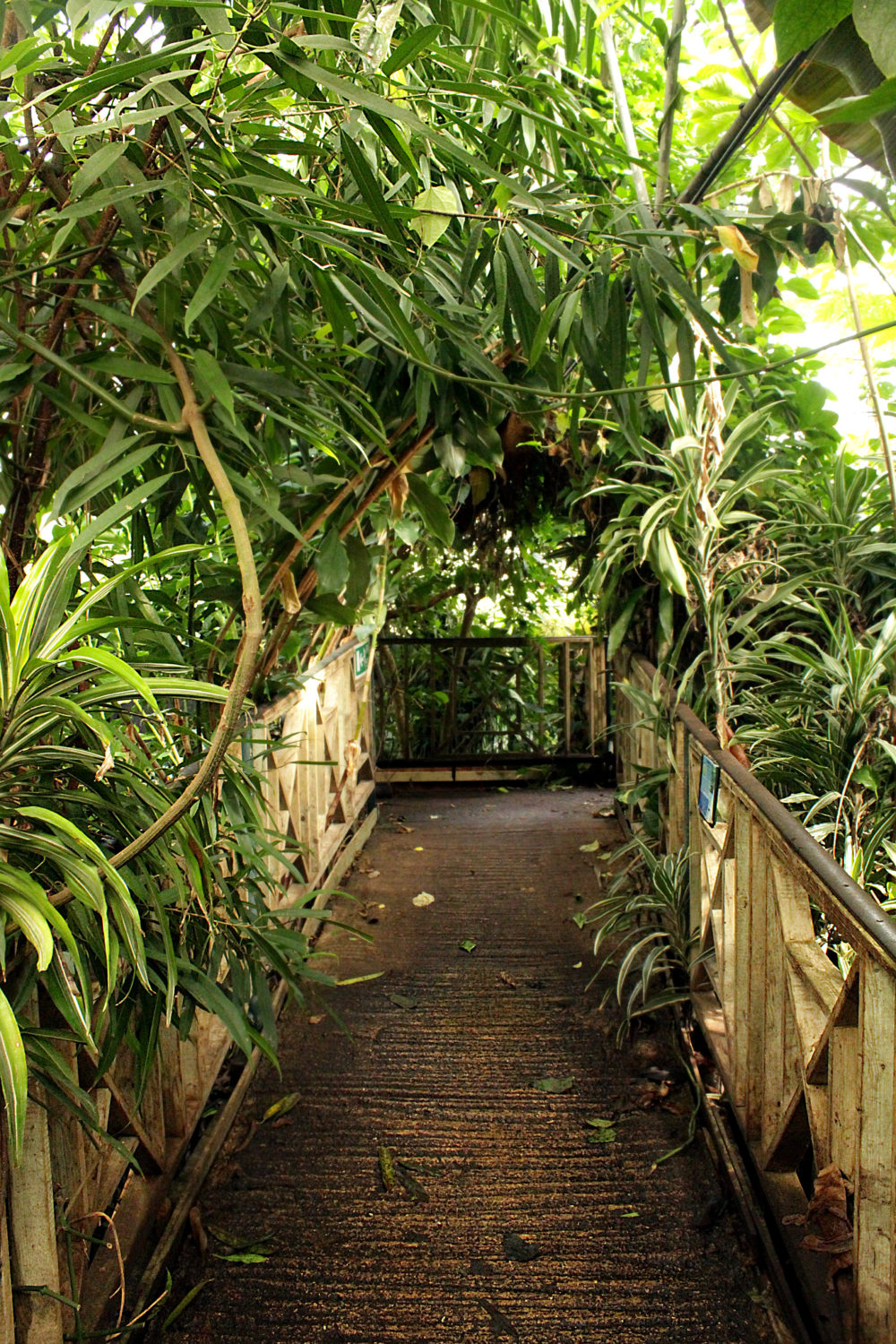 Visit The Living Rainforest when it's raining.